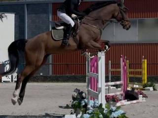 6letni wałach KWPN Johnnie Walker VDL x Dallas VDL