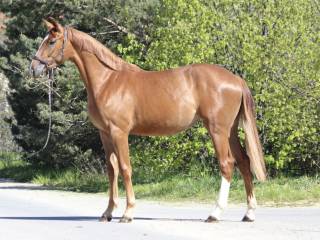 Klaczka DSP- Landstein (1.30) x Stakkato Gold (1.50)