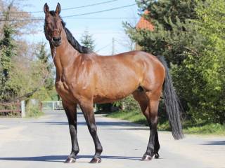 Klacz hodowlana źrebna ogierem Enix Z (Emerald x Aganix)