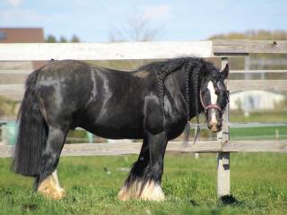 Stanówka ogierem Irish Cob / Tinker