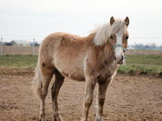 Haflinger