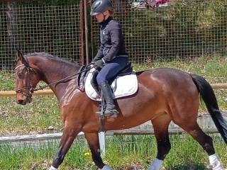 Caila Z- klacz Zangersheide
