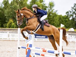 Sprzedam konia do wprowadzenia w sport