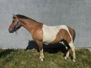 Hucuł