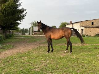 Kreta – źrebna klacz hol./han., hodowlana, 14 lat, bardzo dobry sportowy rodowód