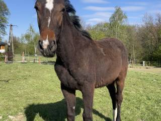 Ogierek po Dark’Ann