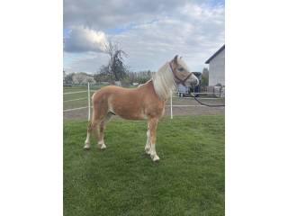 Wałach haflinger