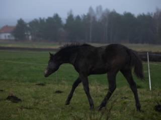 Zangersheide duży ogier Chacco Blue x Cento x Caramo Lansing