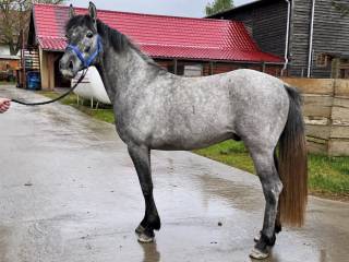 Wyjątkowy sportowy kuc gr D