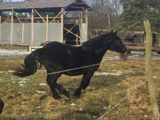 2-letnia Klacz obsługiwana przez dzieci, docelowo 150/155cm