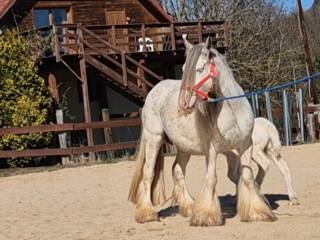 Pippa tinker/gypsy klacz
