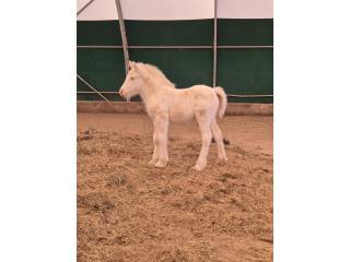 POSEIDON 2026 gypsy/tinker colt