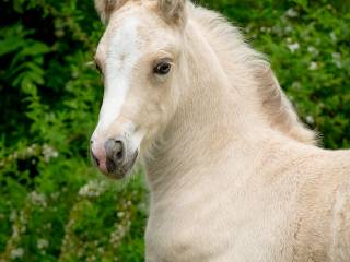 Do rezerwacji piękna klaczka rzadkiej maści Gypsy Cob, Vanner, Irish Cob)