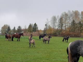 Stajnia - Wolne boksy dla koni!