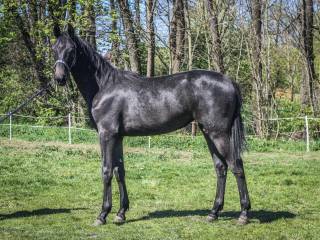 COLIBRI (Sir Obolensky Z x Contendor)