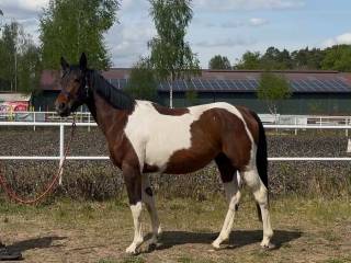 ELIOT-S (Lissaro x Zachodni Wiatr)