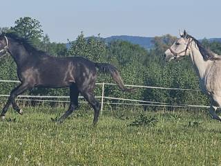 Sprzedam klacz, polski koń sportowy