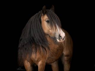 Piękna klaczka Gypsy Irish Cob Vanner (nie tinker)