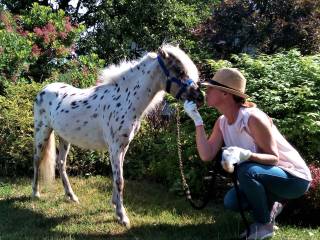 Klacz kucyka appaloosa
