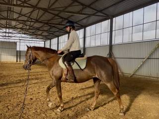 Klacz gr. D 6 lat