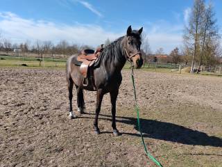 14 letnia klacz SP