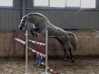 Klacz do rekreacji 6 lat -rtg