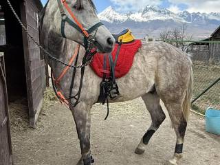 Arab Rajdy Endurance