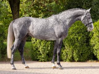 Ogier do sportu po Hickstead White