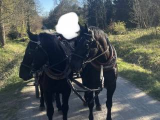 Sprzedam dwa wszechstronne konie