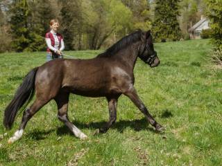 Ogier typ walijski 120 cm, 80pkt., z genem izabelowatym