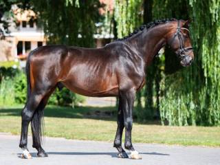 Wałach KWPN 2020 | Sir Donnerhall x Vivaldi