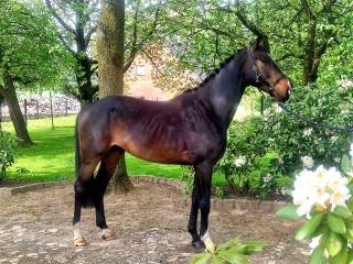 4letni walach New Pleasure VDL x Tangelo van de Zuuthoeve