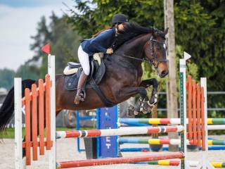 KLACZ KWPN po CASCARILLO PO CASALL