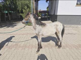 Kochany kucyk 1.5 roczny po walijczyku