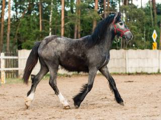 Mix tinker z PRE andaluzem Andaluz  klacz klaczka cob