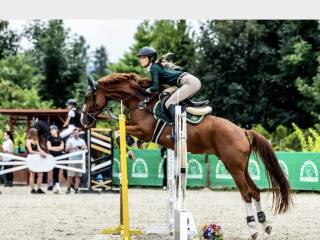 Pięknie malowana kasztanowata klacz ze sportowym pochodzeniem