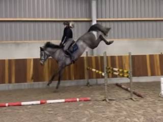Windsor Van Het Paardenhof