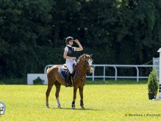 Welsh pony for sport