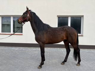 Wałach trzy letni