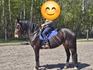 Sprzedam piękną młodą klacz SP