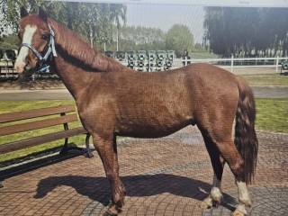 Sprzedam kuca 135 cm