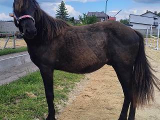 Wałach 1/2 American Quarter Horse AQH, ciemnogniady