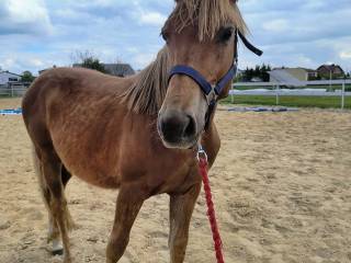 Wałach 1/2 AQH American Quarter Horse, kasztan