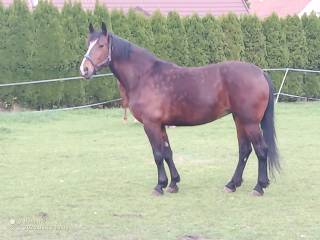 Sprzedam klacz
