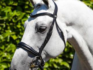 ogłowie premier equine vendura - nowe