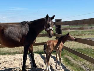 Klacz po sporcie (Faust Z x Campari M) do hodowli / rekreacyjnych jazd