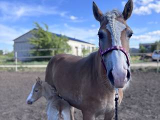 Sprzedam klacz Haflinger