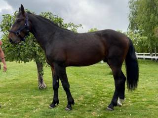 Sprzedam konia