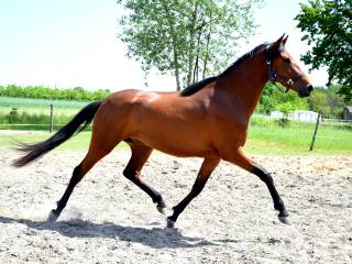 Klacz Andaluzyjska Andaluz Pura Raza Española – PRE 3 lat