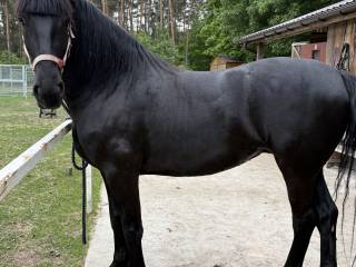 Sprzedam karą klacz w typie fryzyjskim
